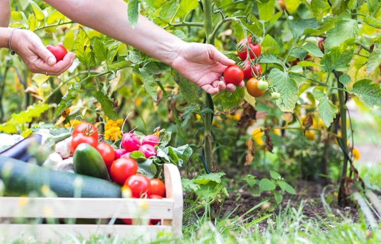 Woman picking fresh produce on a farm; environmental sustainability concept