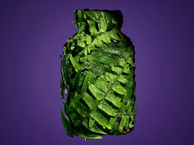 Polypodium leucotomos fern covering a supplement bottle on a purple background