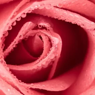 A pink flower with water droplets close up for vaginal dryness causes concept