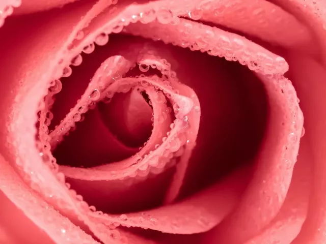 A pink flower with water droplets close up for vaginal dryness causes concept