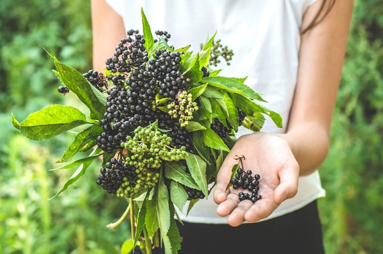 Girl holding elderberry in hand