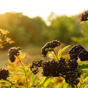 Clusters of elderberry in a field, which have benefits for immune support and more