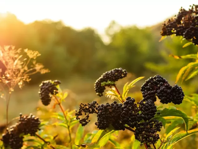 Clusters of elderberry in a field, which have benefits for immune support and more