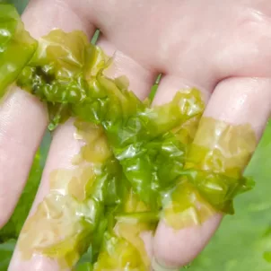 Benefits of seaweed for skin