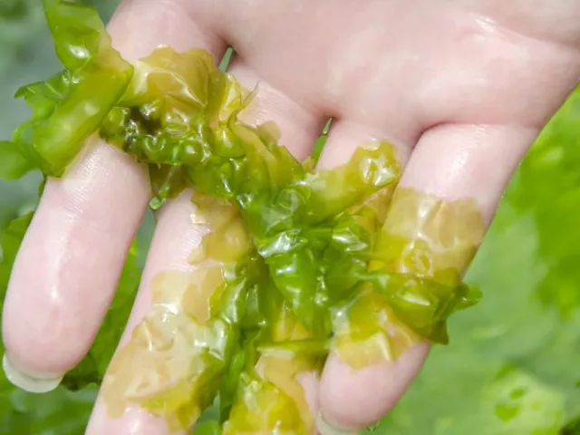 Benefits of seaweed for skin