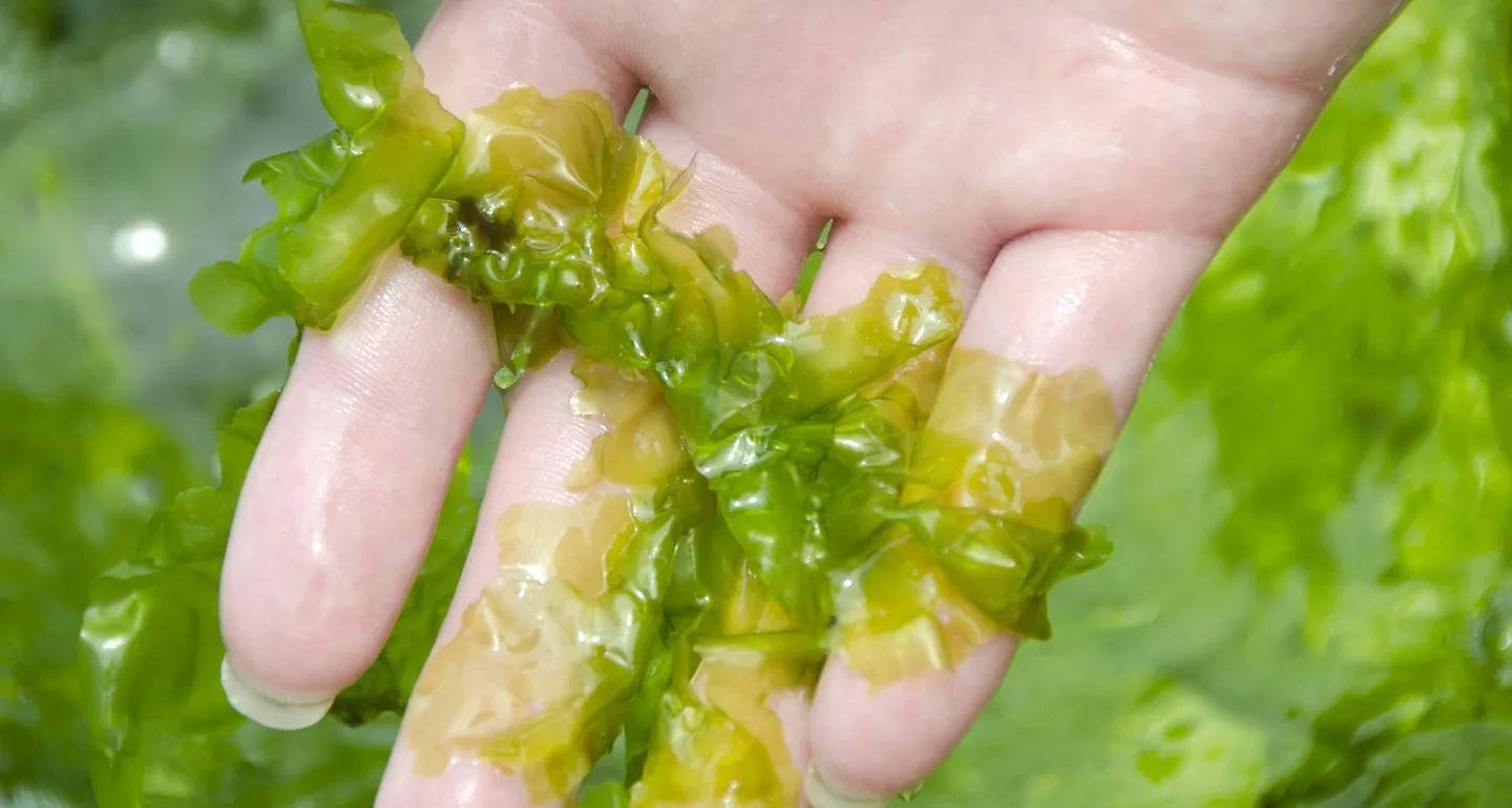laminaria digitata extract supplier Yangge Biotech laminaria digitata extract supplier Yangge Biotech