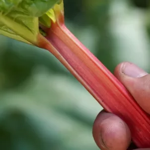 Siberian rhubarb root