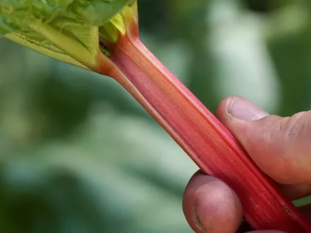 Siberian rhubarb root