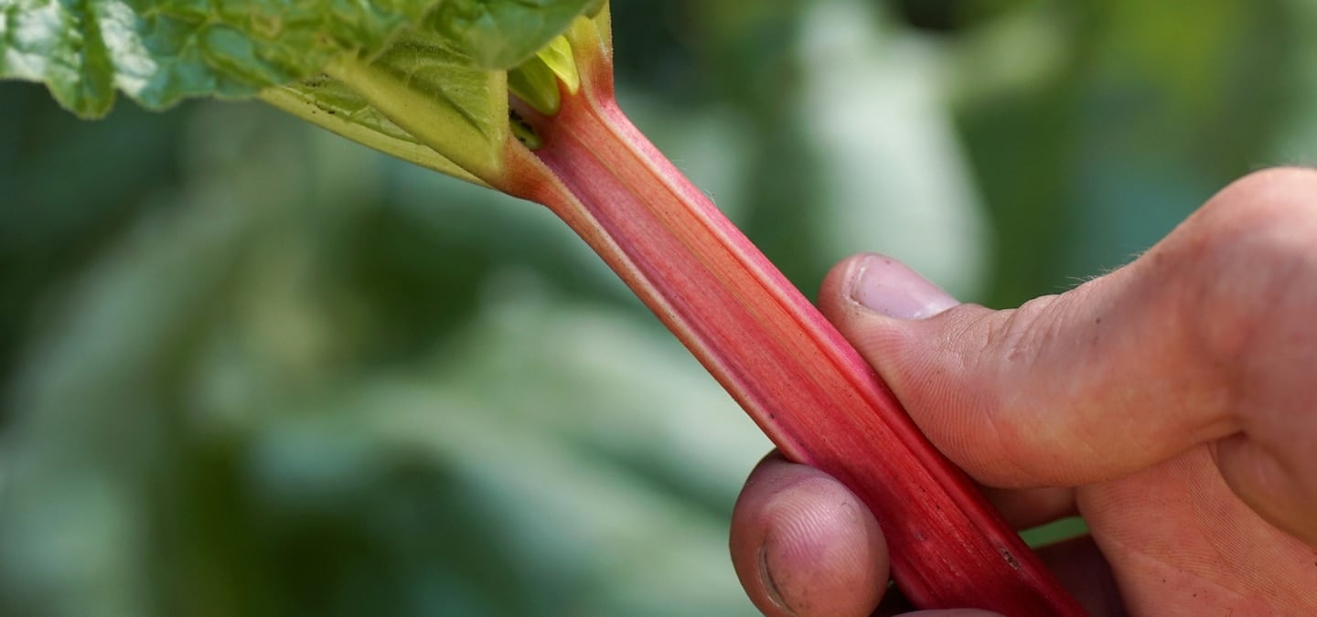 The Benefits of Siberian Rhubarb for Menopause Symptom Relief | HUM ...