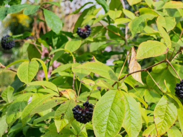 Eleuthero Siberian ginseng