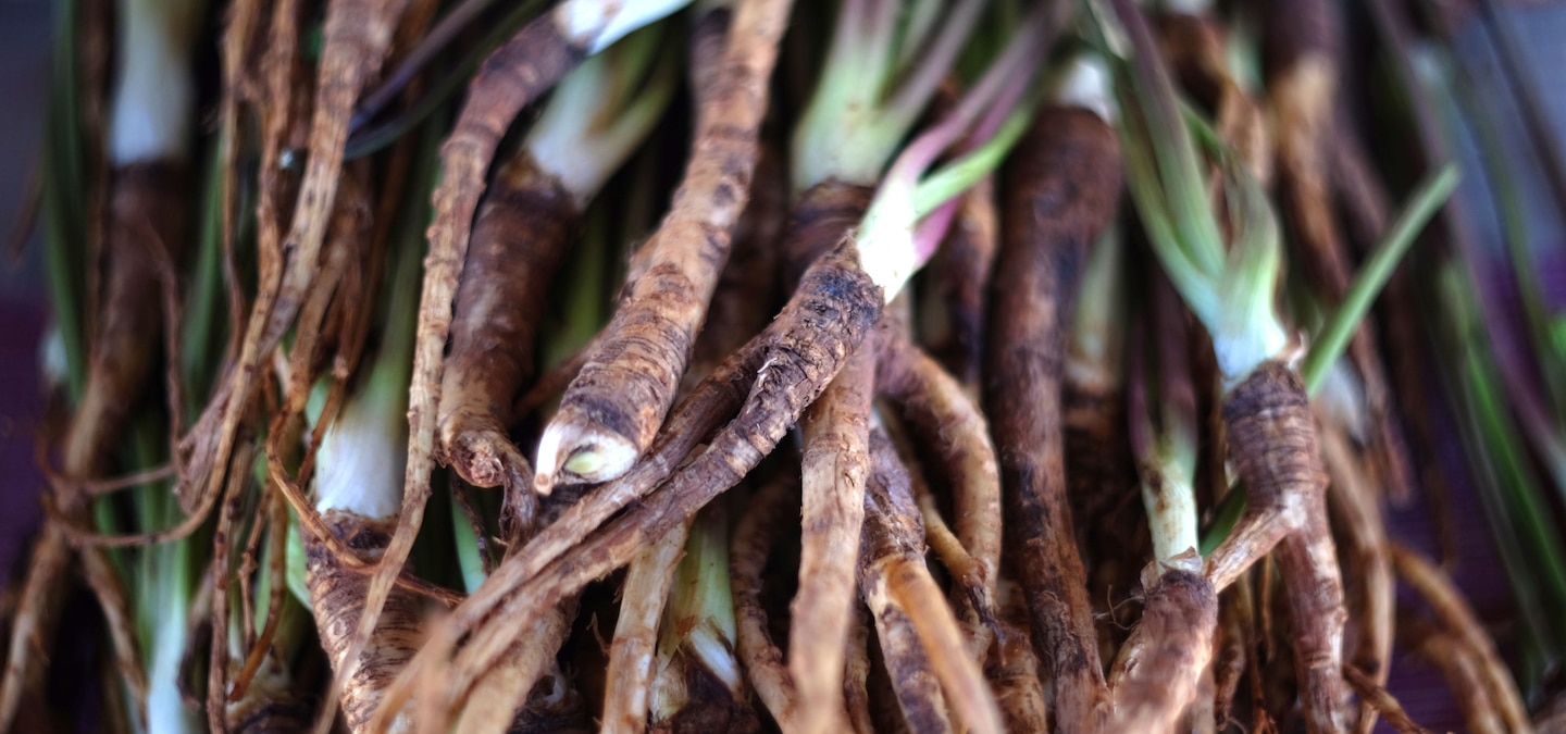 Dong Quai Benefits, How to Use, and Side Effects HUM Nutrition Blog