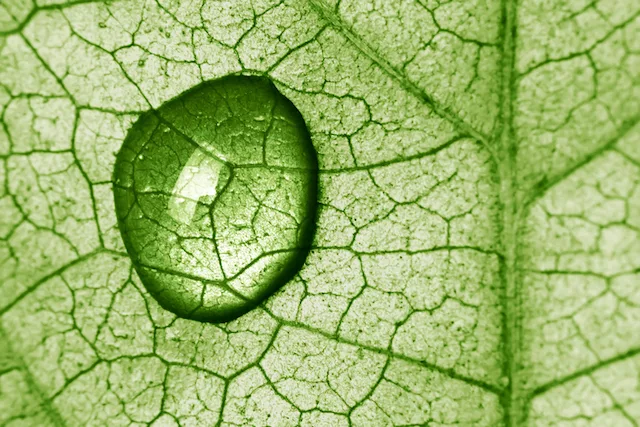 chlorophyll for detox