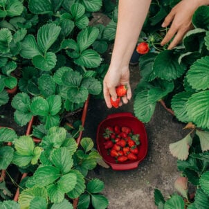 Health benefits of strawberry leaves