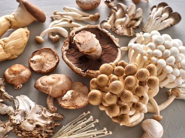 medicinal mushrooms