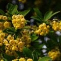 berberine benefits