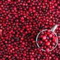cranberry recipes