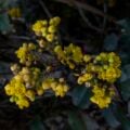 how much berberine should I take?