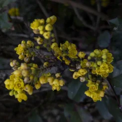 how much berberine should I take?