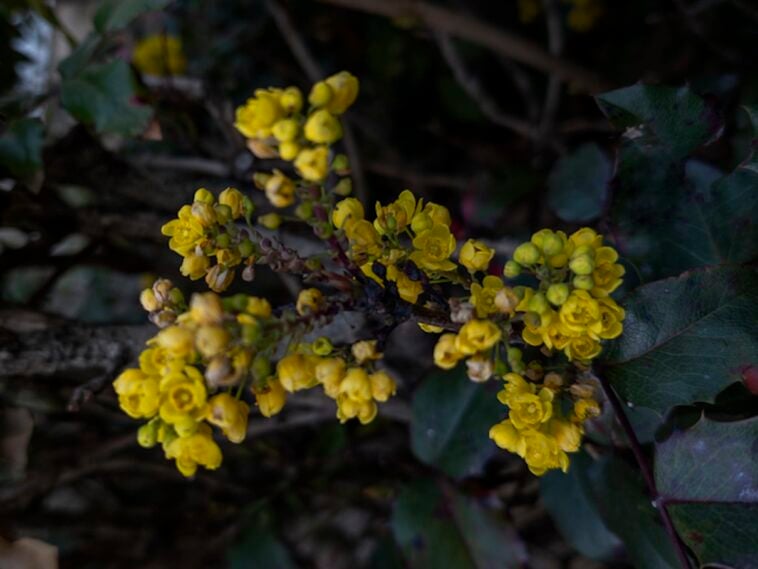 how much berberine should I take?